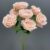 1255-33 Blush