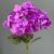MA1740-30 Dark Purple