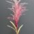 MA6458-2 Fuchsia