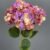 MA1740-29 White Purple