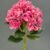 MA1893-8 Dark Pink