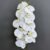 MA2524-51 White Yellow