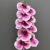 MA2524-53 White Purple