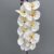MA2524-56 White
