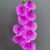 MA2524-68 Fuchsia