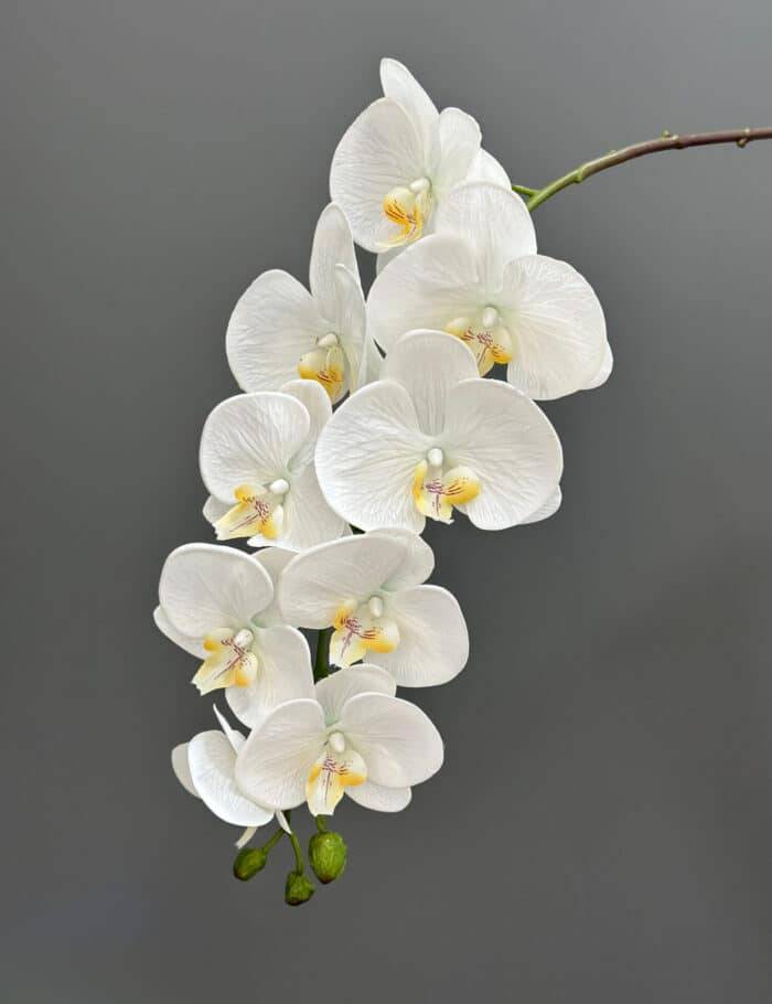 9F single Orchid 2524-72