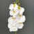 MA2524-83 White