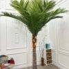 88-3-280 (1) COCO PALM TREE