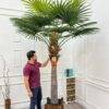 88-4-280 (2) 280 CM Premium Artificial Coco Palm Tree