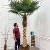 88-5-280 (2) 280 CM Artificial Coco Palm Tree