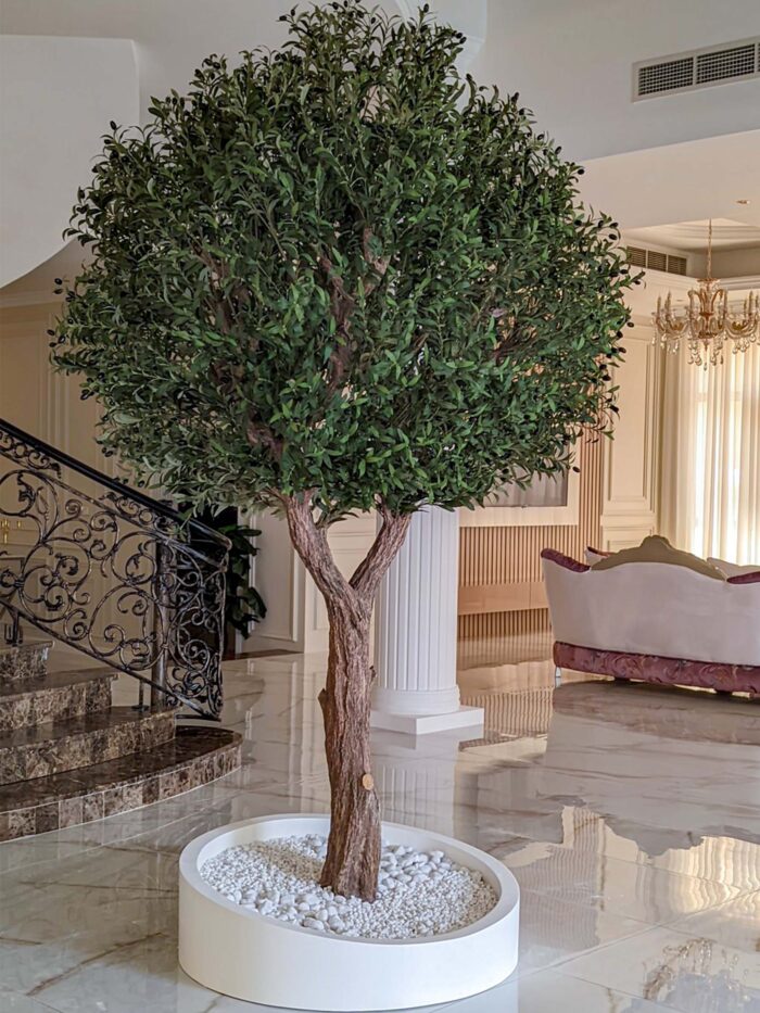Olive Tree 9274