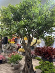 Create a natural atmosphere indoors with the lifelike Artificial Ghaf Tree. Its realistic leaves and tall stature make it a captivating focal point! 🌳