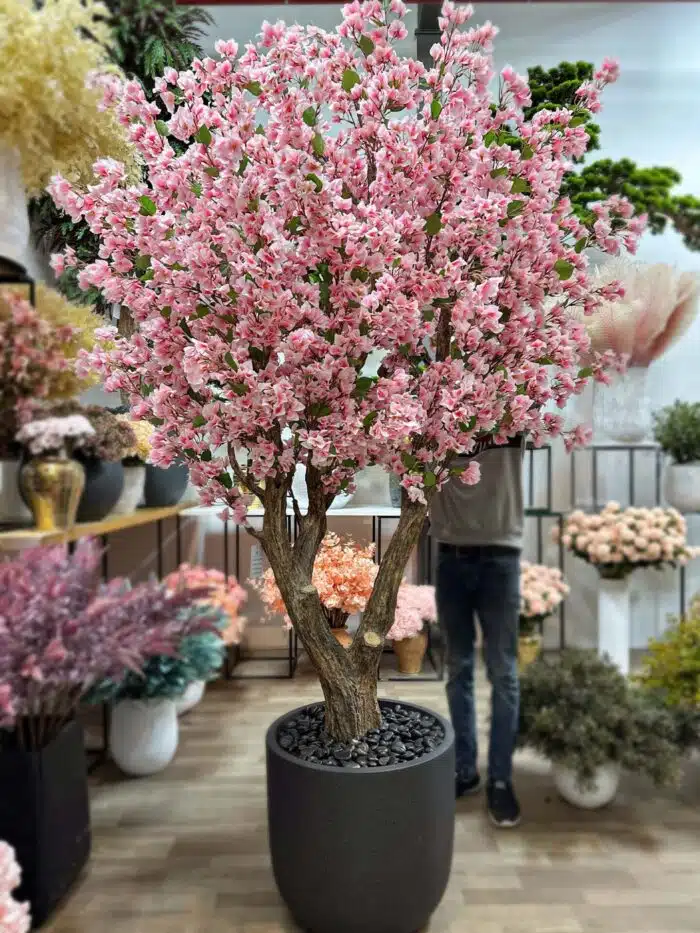 Bougainvillea Tree 9441