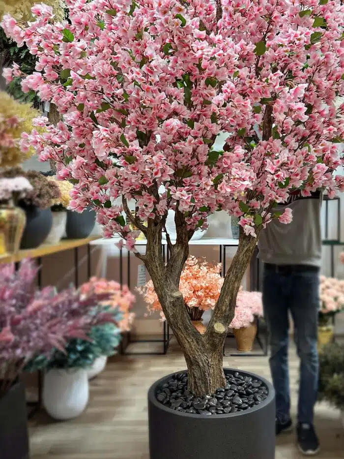 Bougainvillea Tree 9441