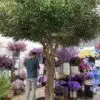 9626 Elevate your interior with our gorgeous Artificial Olive Tree. Enjoy the charm of nature in your home or workspace all year round!