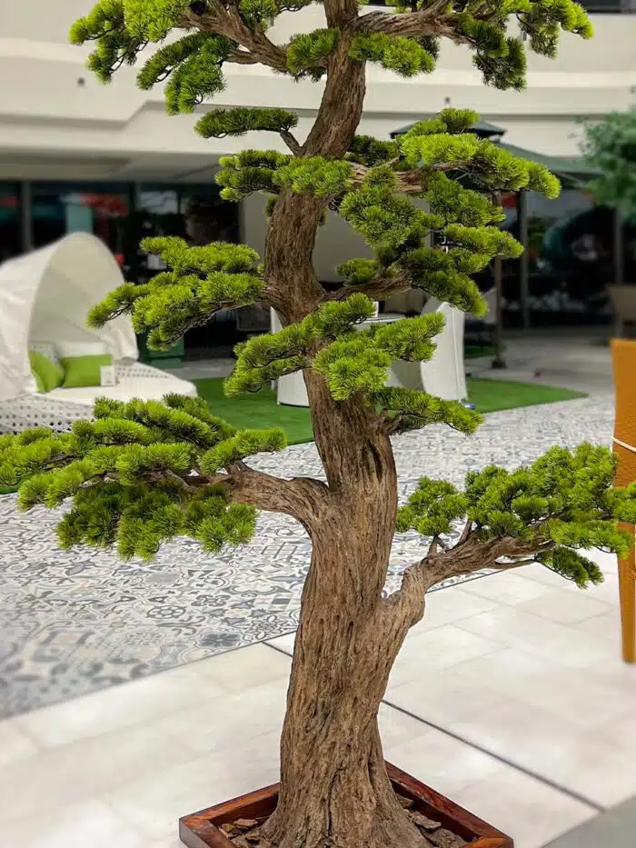japanese maple bonsai tree Red Dragon Japanese Maple Tree