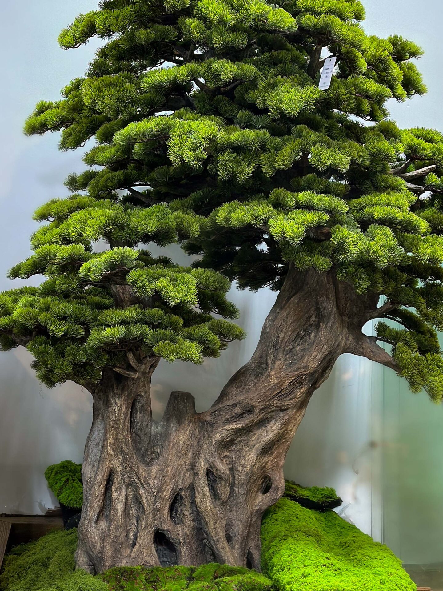 9650(2) Elevate your space with this stunning Artificial Bonsai Tree! Its realistic design and stylish pot will bring everlasting beauty to any setting.