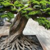 Elevate your space with this stunning Artificial Bonsai Tree! Its realistic design and stylish pot will bring everlasting beauty to any setting.