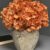 ARRANGEMENT HYDRANGEA 25