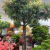 AT-9358 Artificial Ghaff Tree
