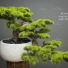 bonsai AT-9789 Large faux pine bonsai tree AT-9789 in modern white textured pot luxury decor