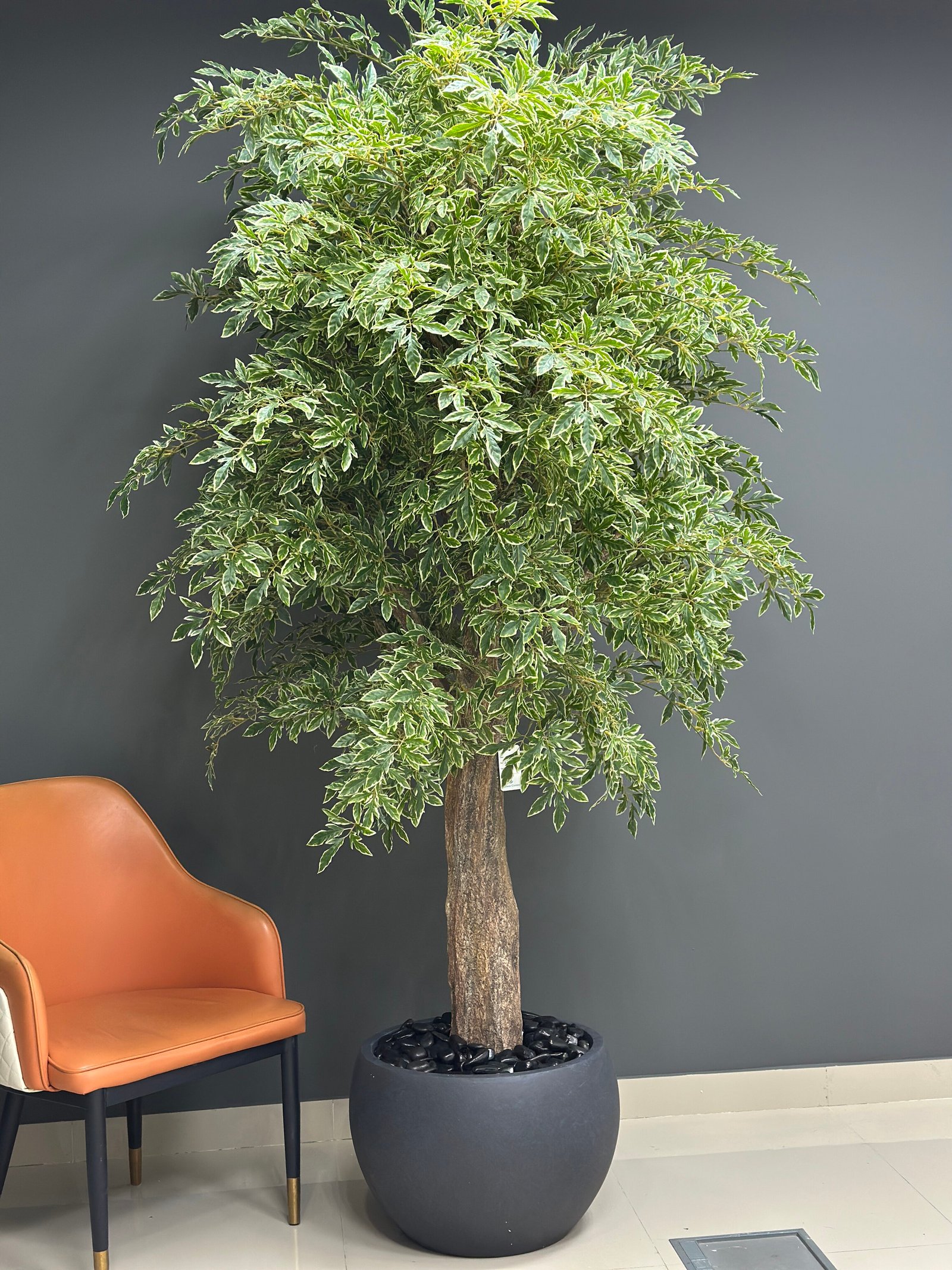 tall artificial variegated indoor tree 235 cm