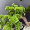 Large Artificial Bonsai Tree Indoor Decor 180 cm artificial bonsai tree with realistic sculpted branches