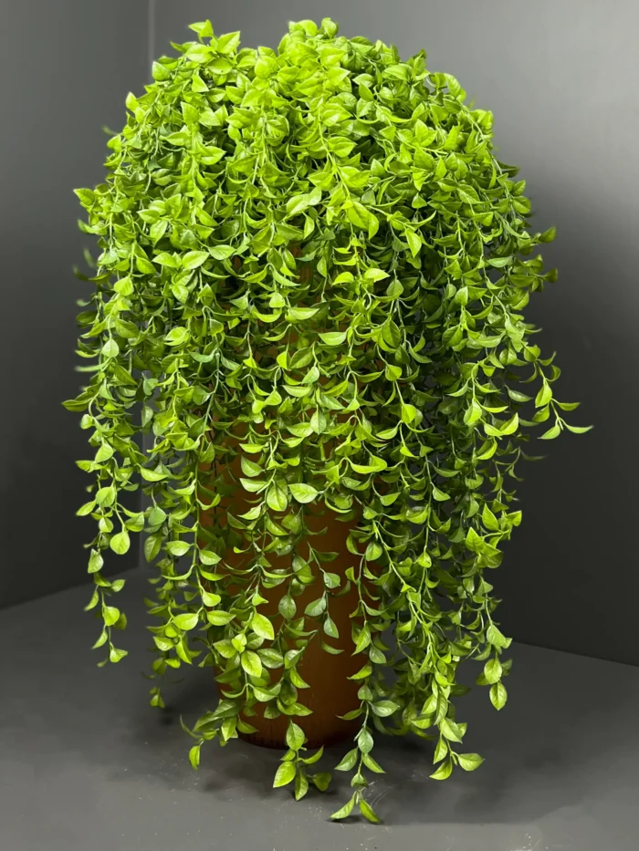 Hanging greenery – 6778