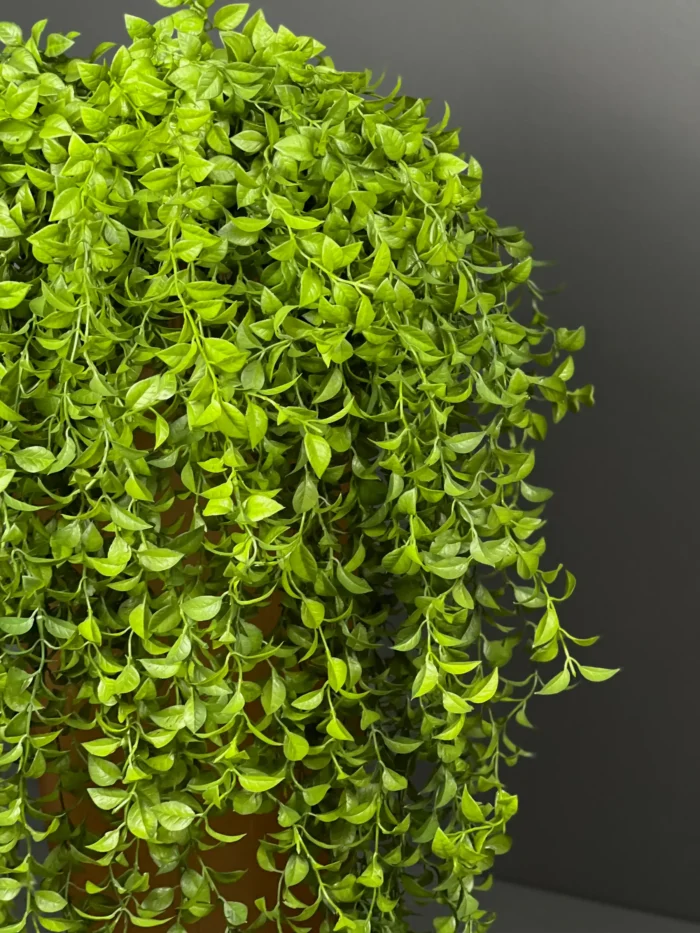 Hanging greenery – 6778