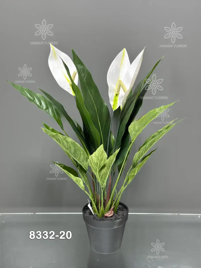 POTTED SPATHIPHYLLUM PLANT with 23 Leaves and 3 Flowers- 8332-20