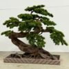 9881-1 gallery bonsai tree