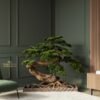 9881 gallery bonsai tree