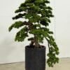 9882-1 Artificial Bonsai Tree 160cm - Large Pine with Black Planter