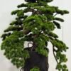 9884-1 Fake Bonsai Tree 185cm | Contemporary Black Vase Style