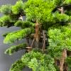9883-1 Extra Large Artificial Bonsai 195cm - Premium Pine Tree
