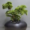 artificial bonsai tree 100cm