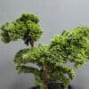 artificial bonsai tree 100cm
