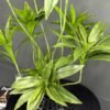Artificial Dracaena on Honeycomb Vessel