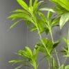 Artificial Dracaena on Honeycomb Vessel