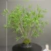 Artificial Willow Leaf Tree on Honeycomb Vessel