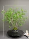 Artificial Willow Leaf Tree on Honeycomb Vessel