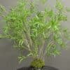 Artificial Willow Leaf Tree on Honeycomb Vessel