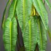 vx-9991(1) Artificial Anthurium Veitchii on Honeycomb Vessel