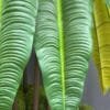 vx-9991(2) Artificial Anthurium Veitchii on Honeycomb Vessel