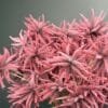 Artificial Pink Astilbe on Honeycomb Vessel