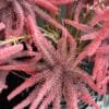 Artificial Pink Astilbe on Honeycomb Vessel