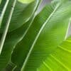 vx-9993(2) Artificial Banana Leaf Plant on Honeycomb Vessel