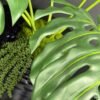 Artificial Monstera on Honeycomb Vessel