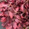 Artificial Red Maple Arrangement on Honeycomb Vessel