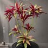 vx-9998 Artificial Cordyline on Honeycomb Vessel